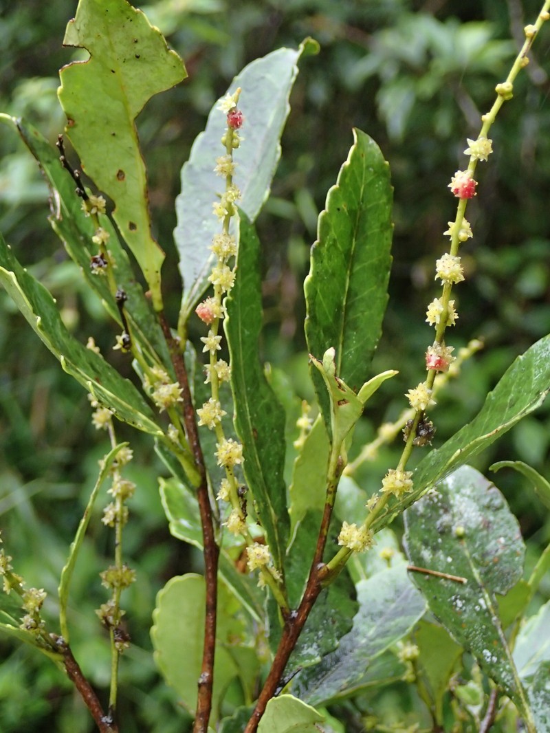 Homalium parkeri