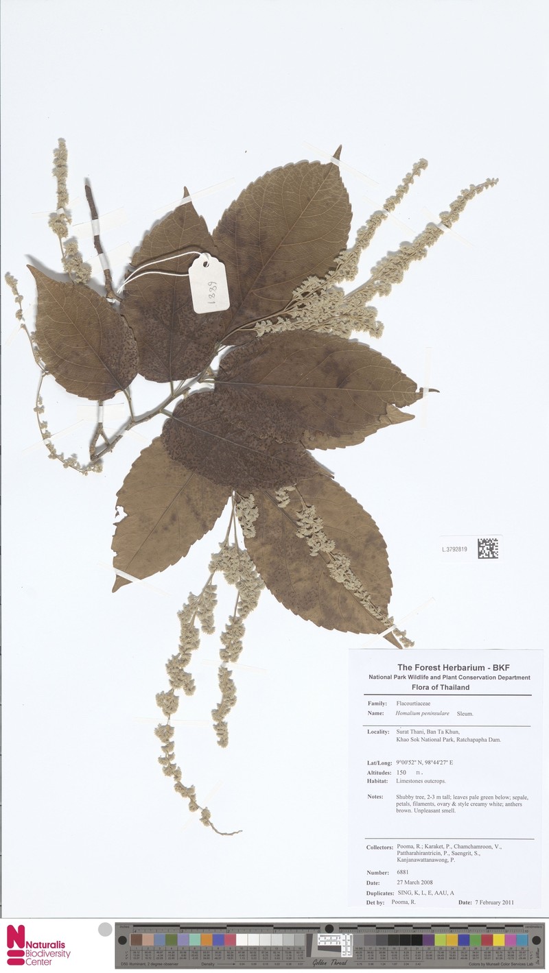 Homalium peninsulare