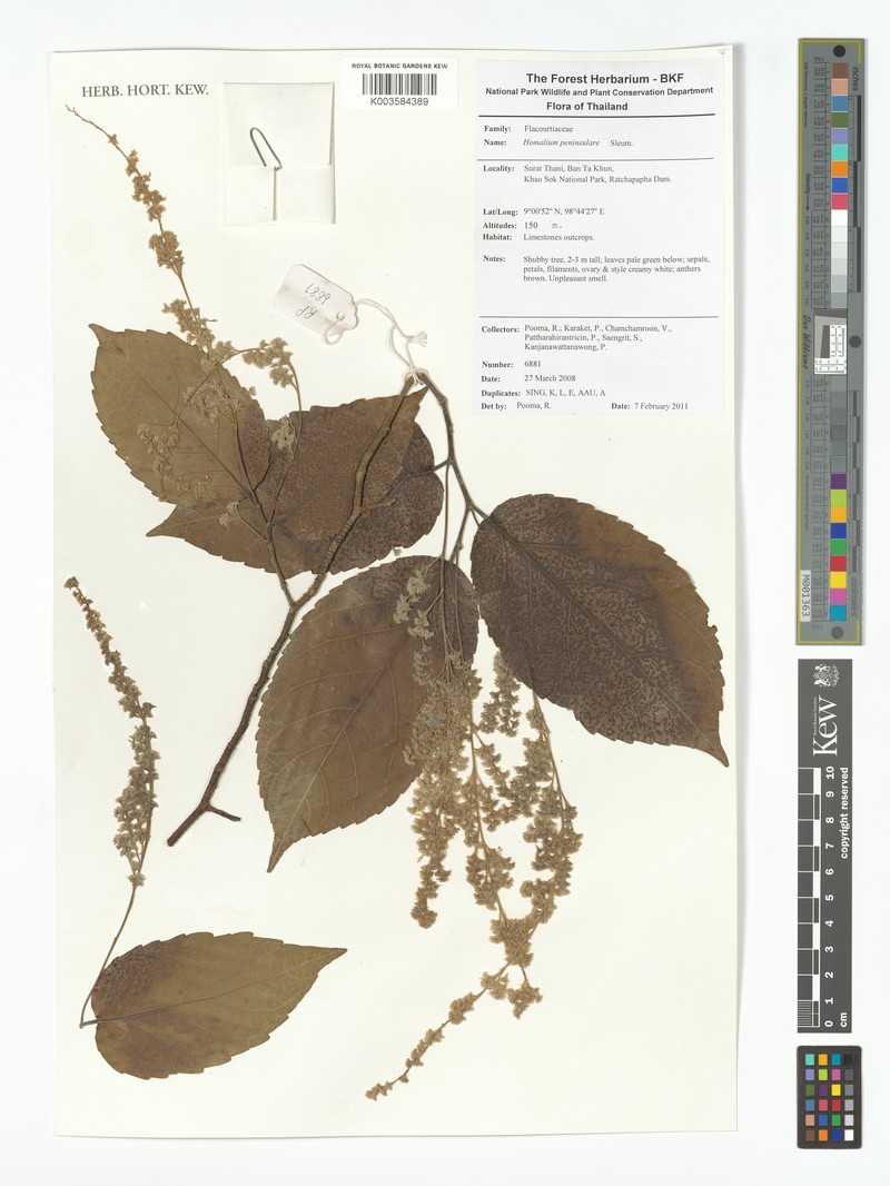 Homalium peninsulare photo 2