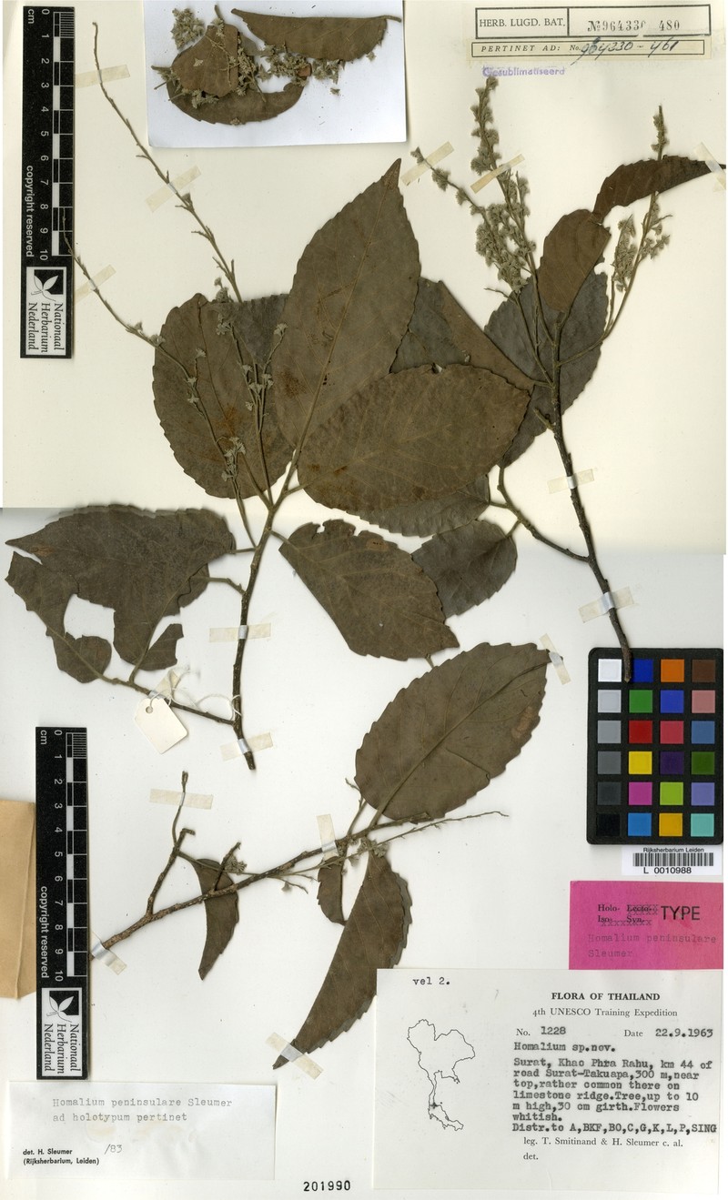Homalium peninsulare photo 3