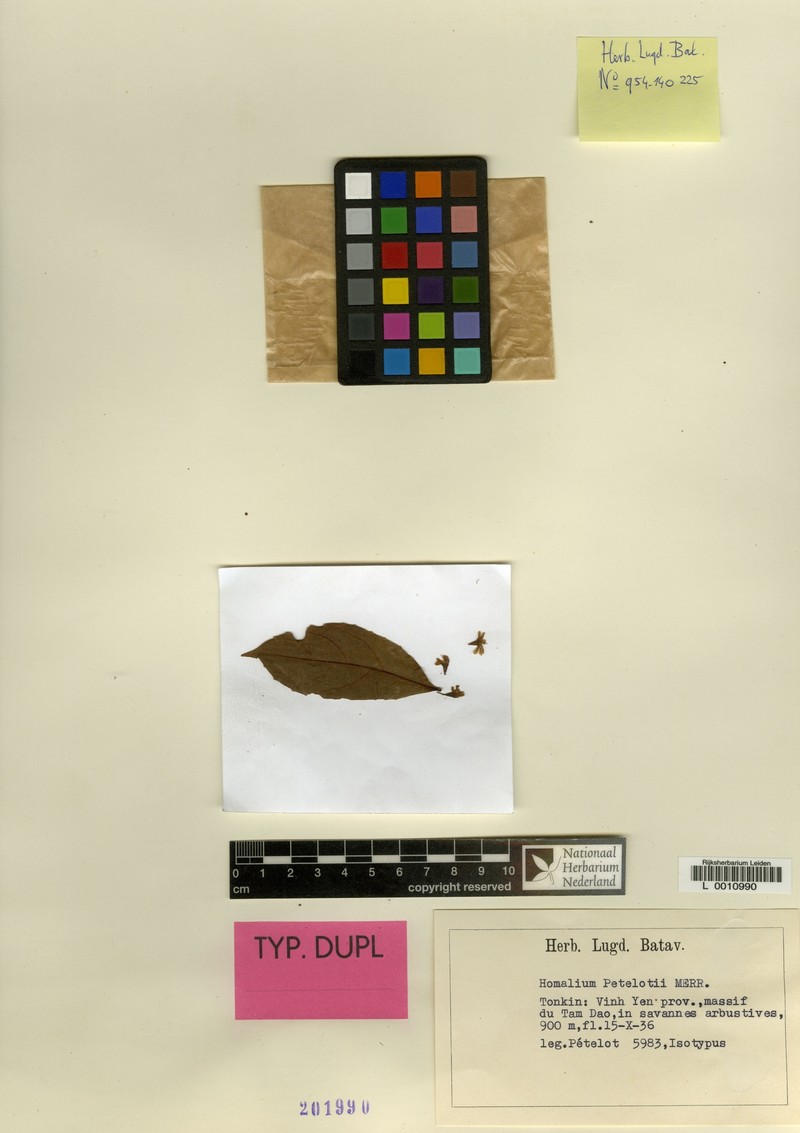 Homalium petelotii
