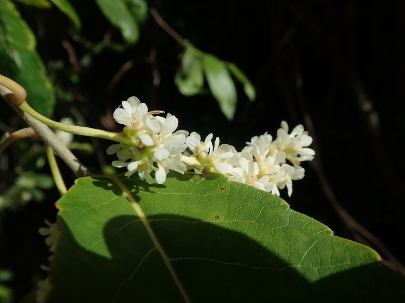 Homalium phillipsonii photo 2