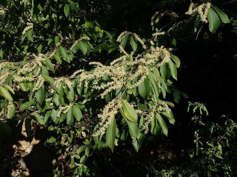 Homalium phillipsonii photo 3