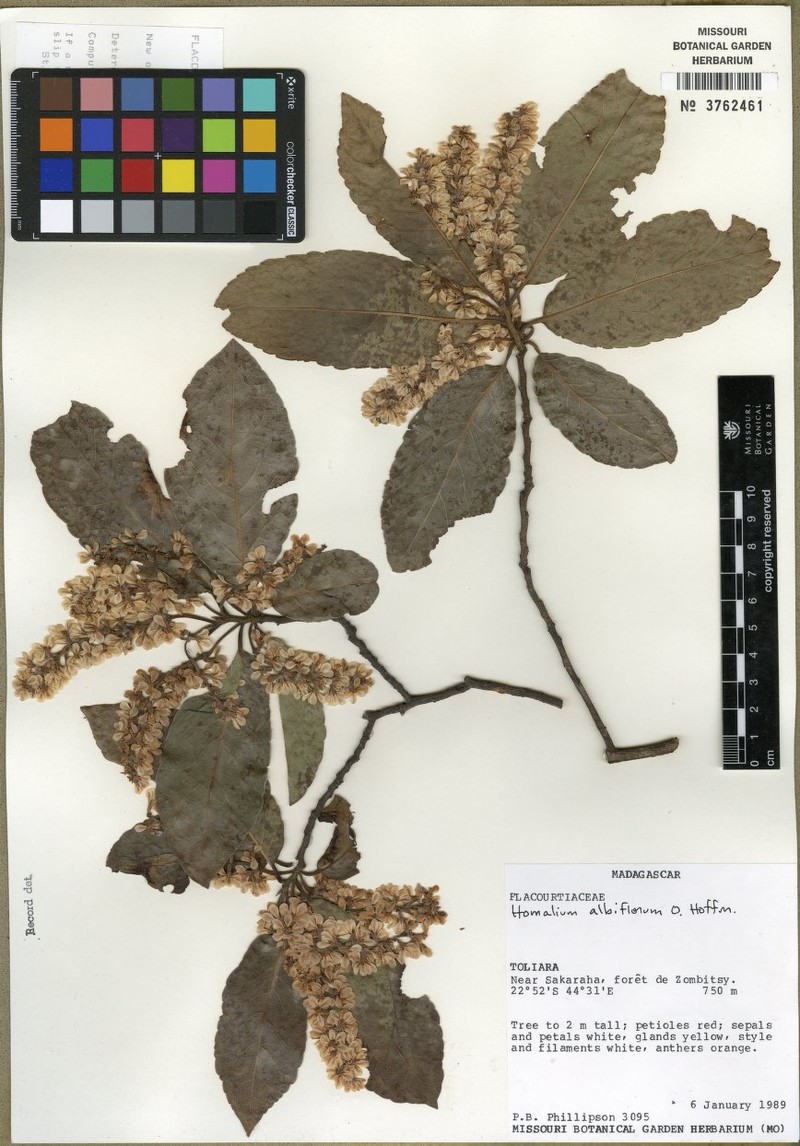 Homalium phillipsonii photo 5