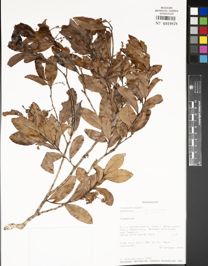Homalium planiflorum subsp. planiflorum