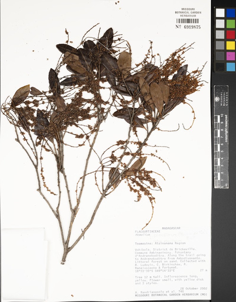 Homalium planiflorum subsp. planiflorum photo 2