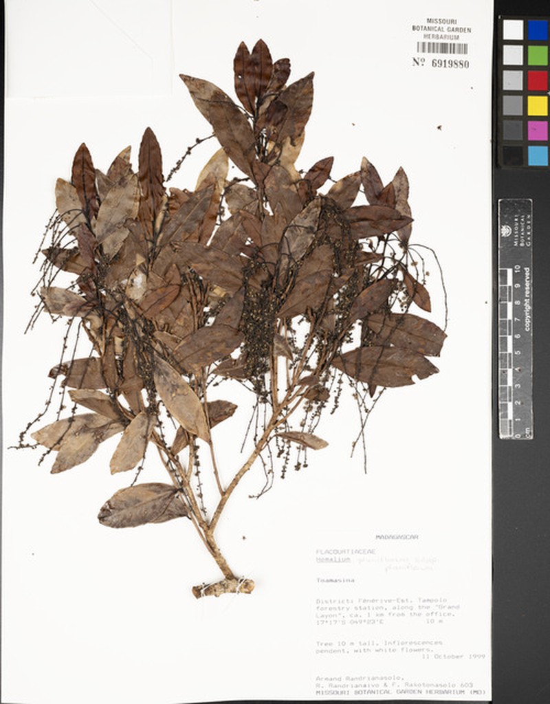 Homalium planiflorum subsp. planiflorum photo 3