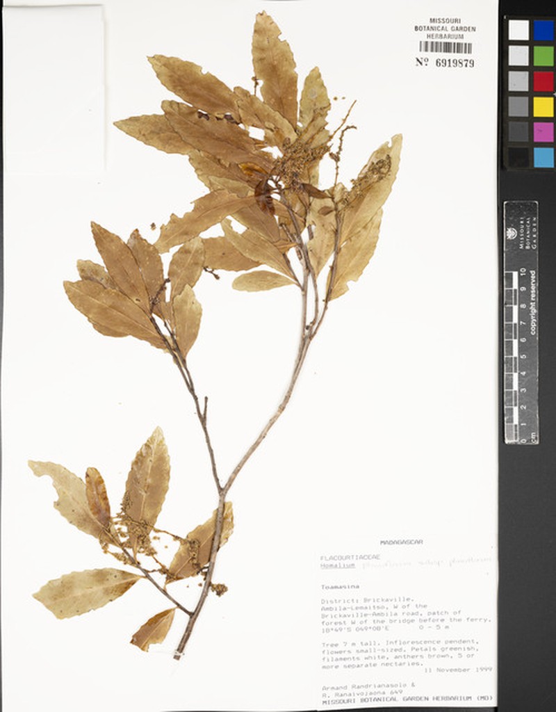 Homalium planiflorum subsp. planiflorum photo 4