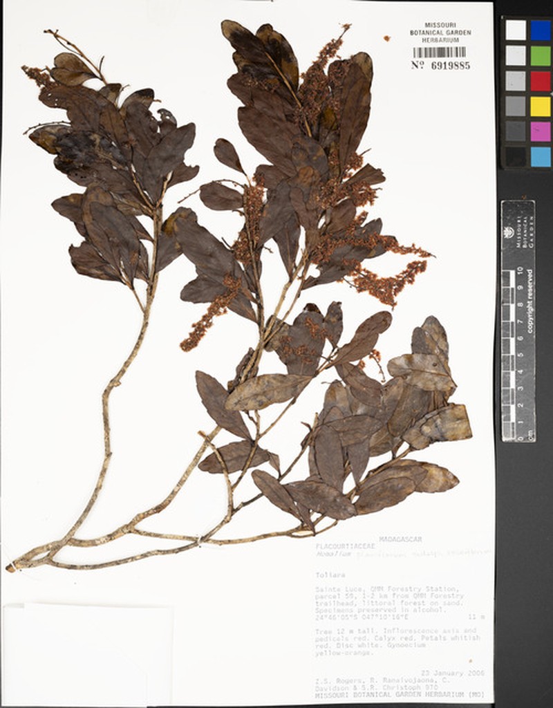 Homalium planiflorum subsp. roseiflorum