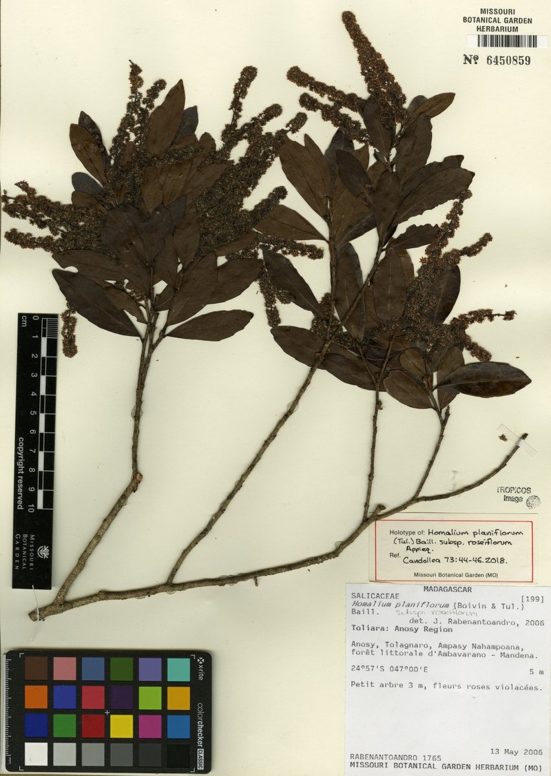 Homalium planiflorum subsp. roseiflorum photo 2