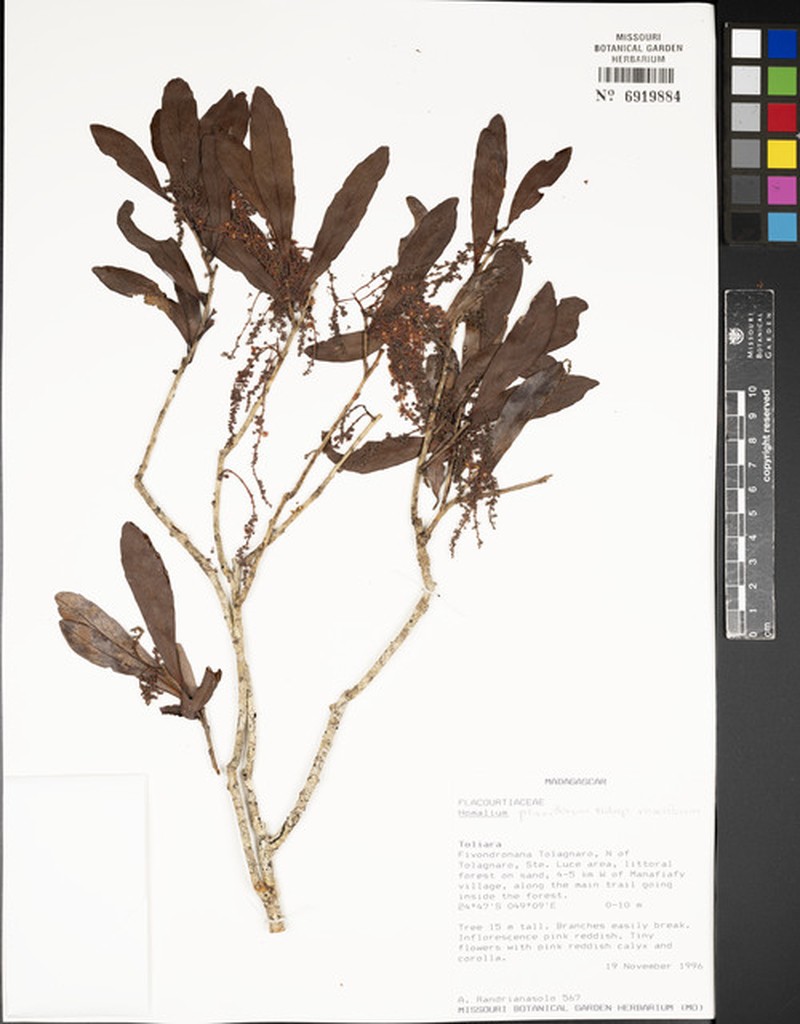 Homalium planiflorum subsp. roseiflorum photo 3