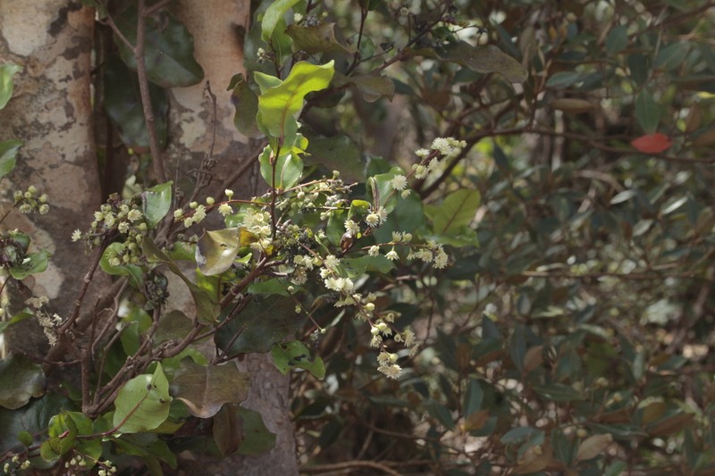 Homalium polystachyum