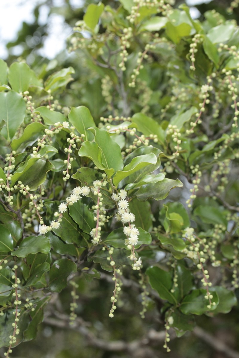 Homalium polystachyum photo 2