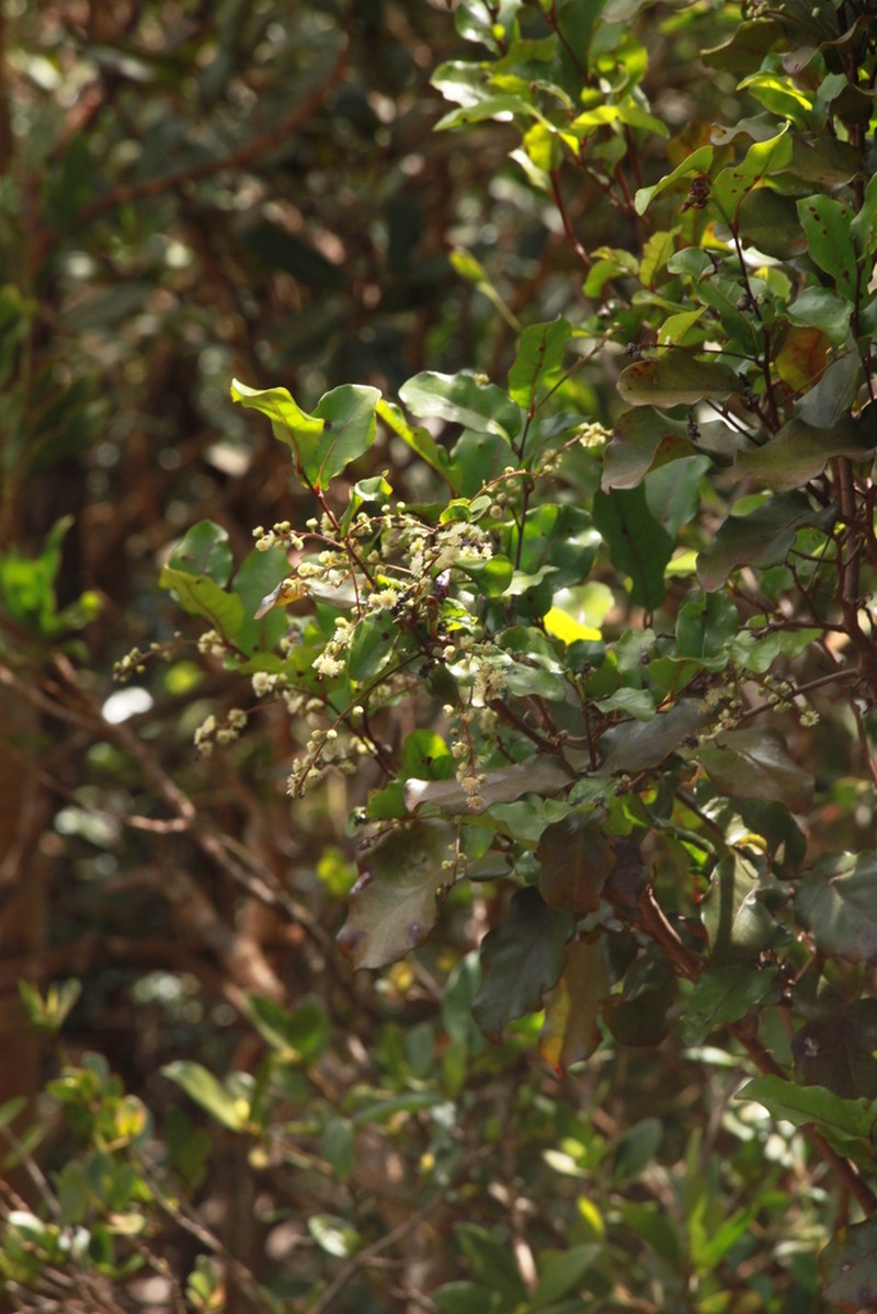 Homalium polystachyum photo 5