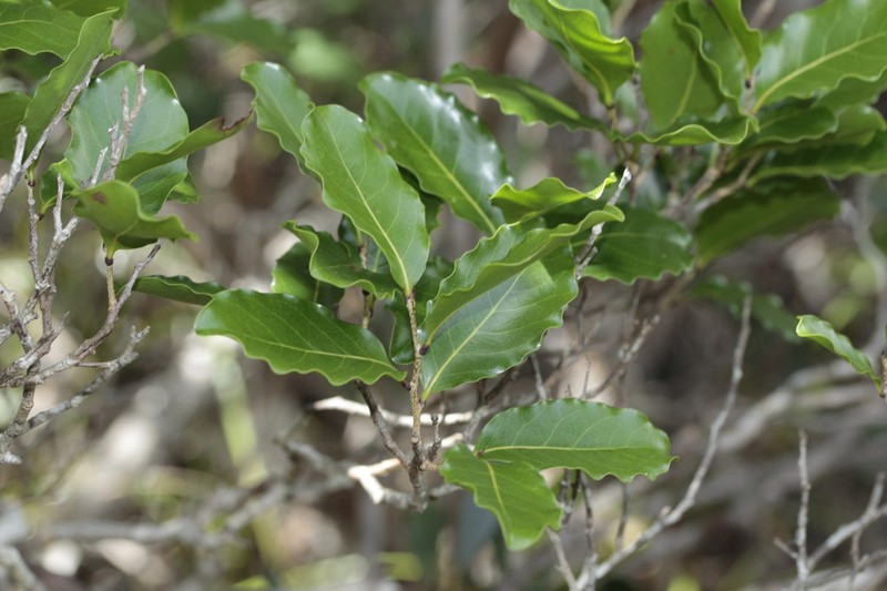 Homalium polystachyum photo 6