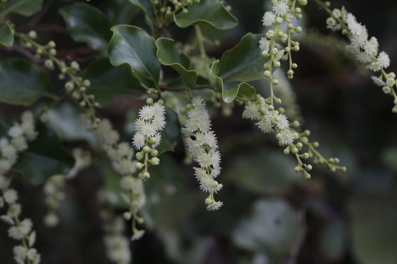 Homalium polystachyum photo 7