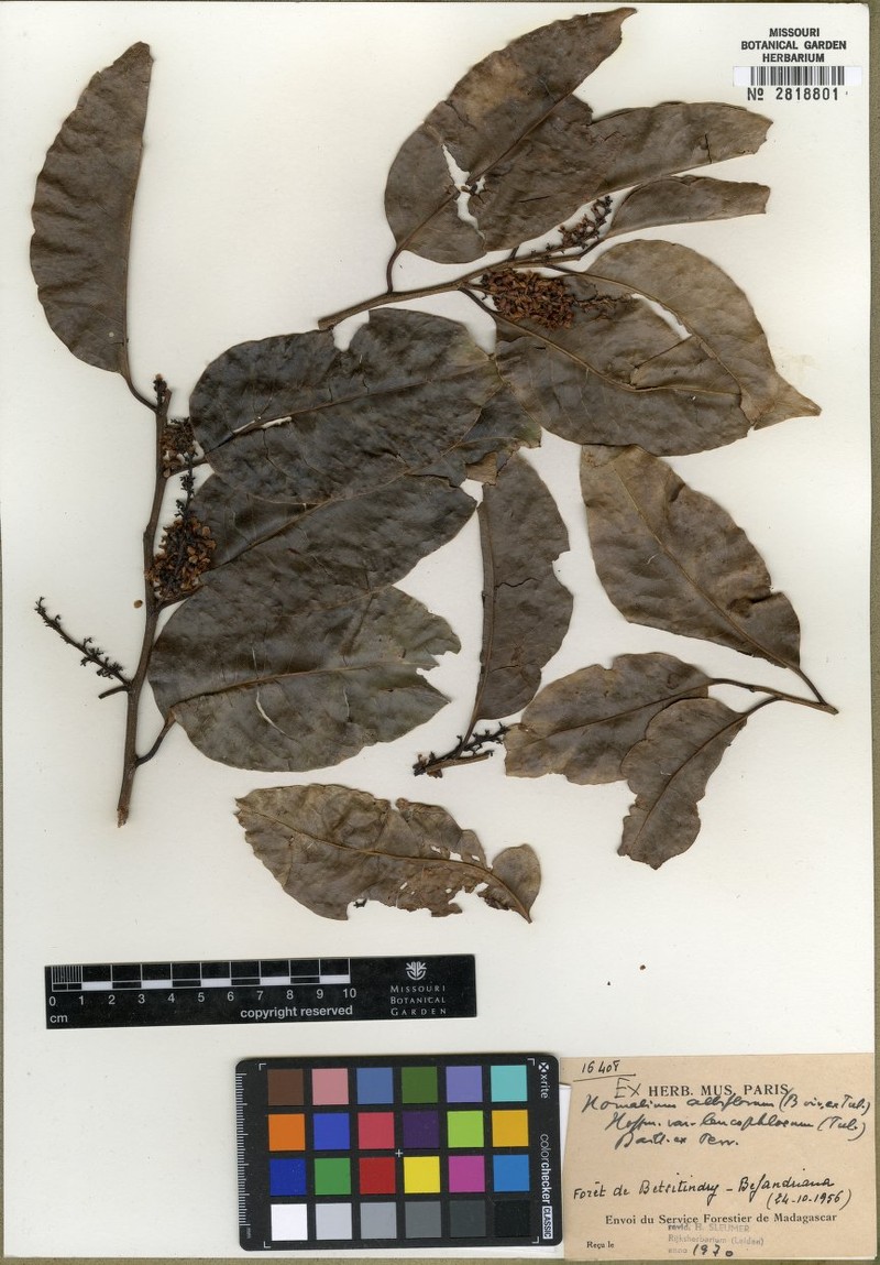Homalium pseudoracemosum