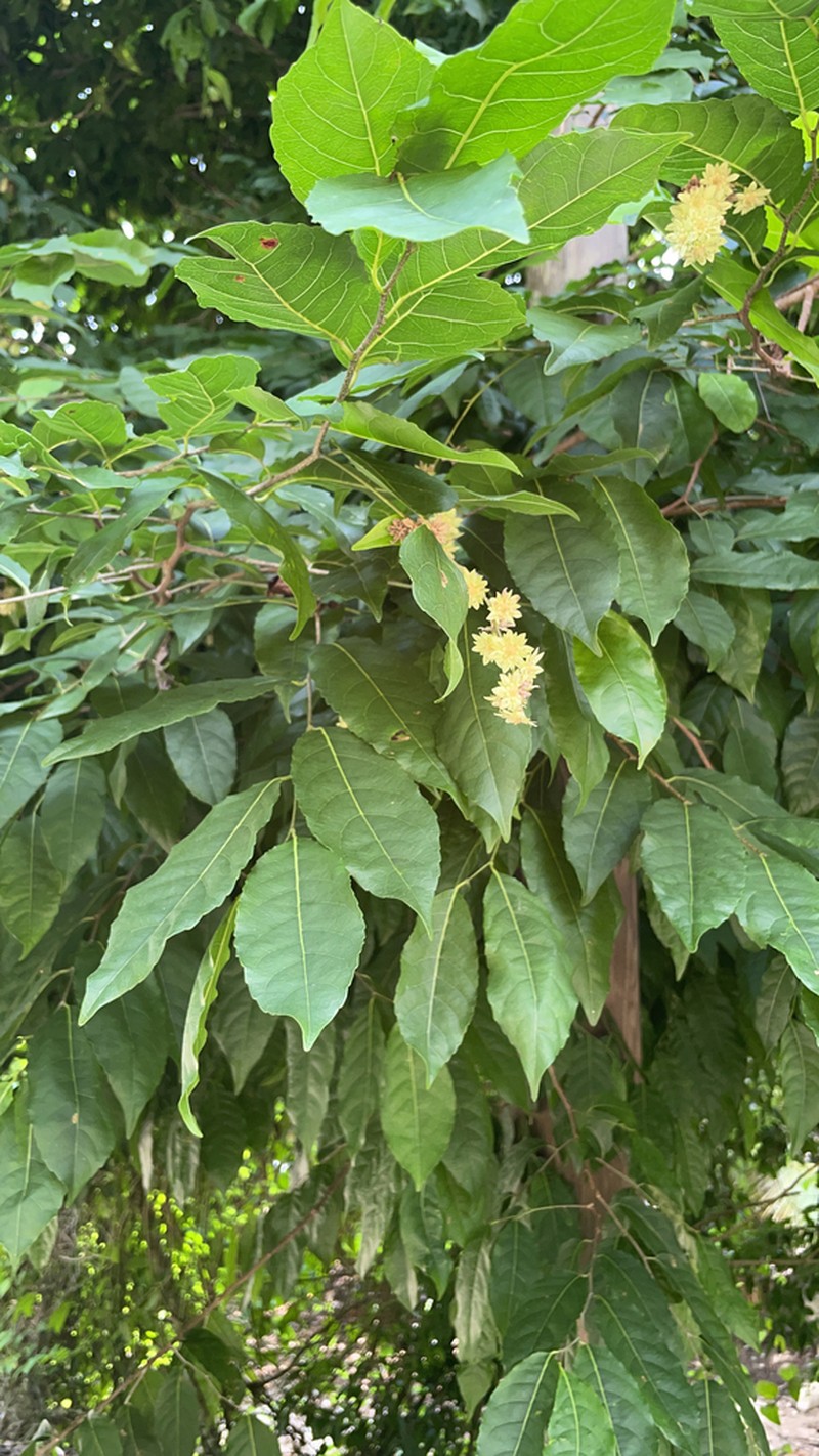 White Cogwood
