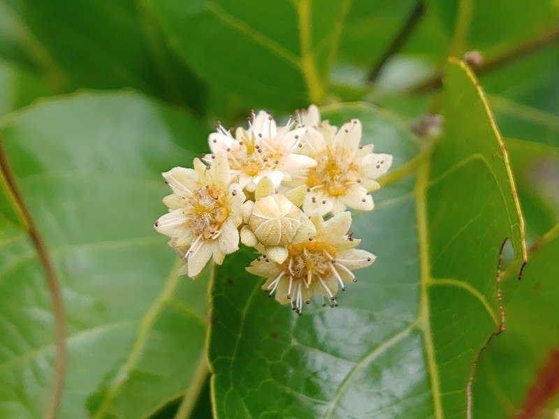 White Cogwood photo 8