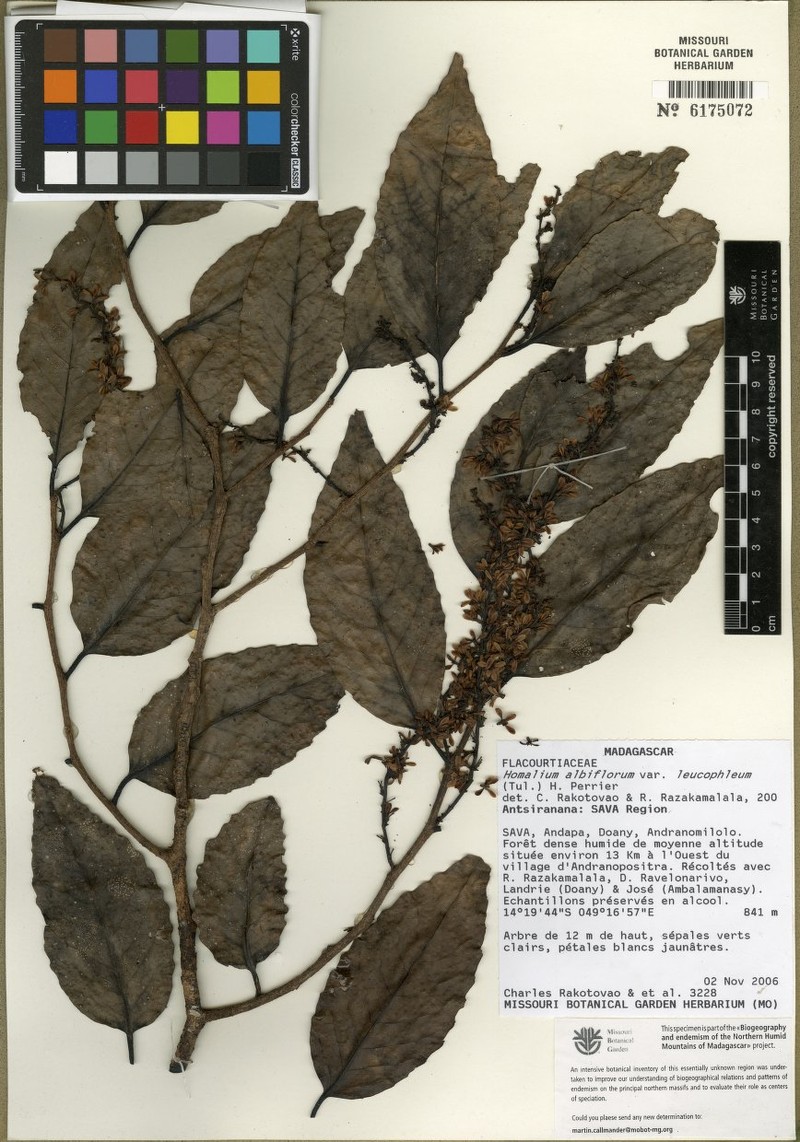 Homalium rakotovaoi