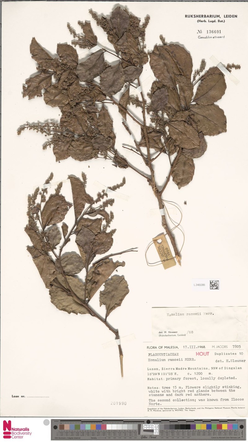 Homalium ramosii