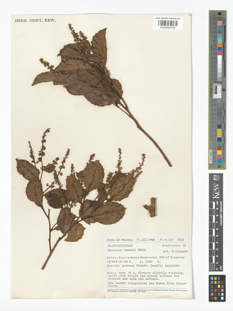 Homalium ramosii photo 2