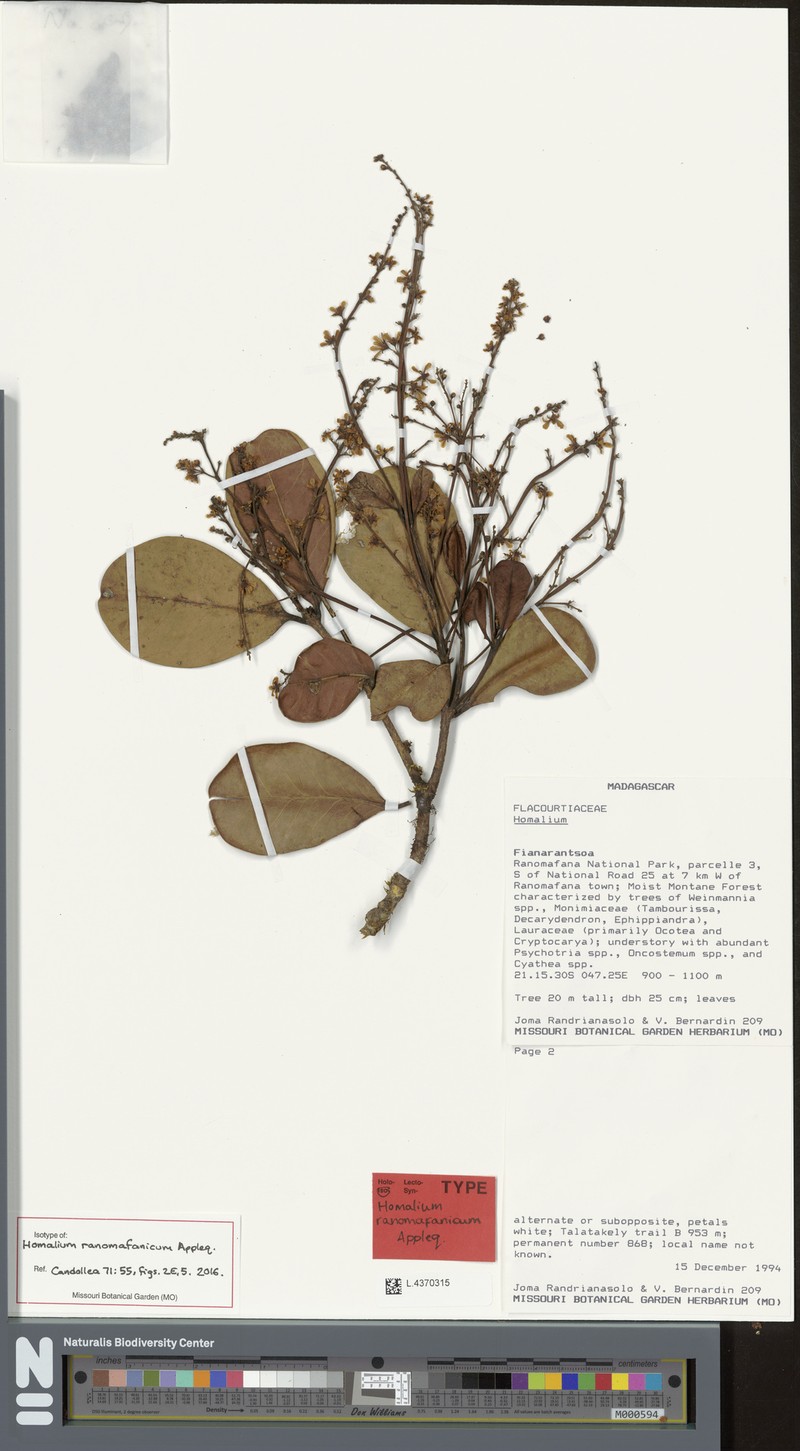 Homalium ranomafanicum