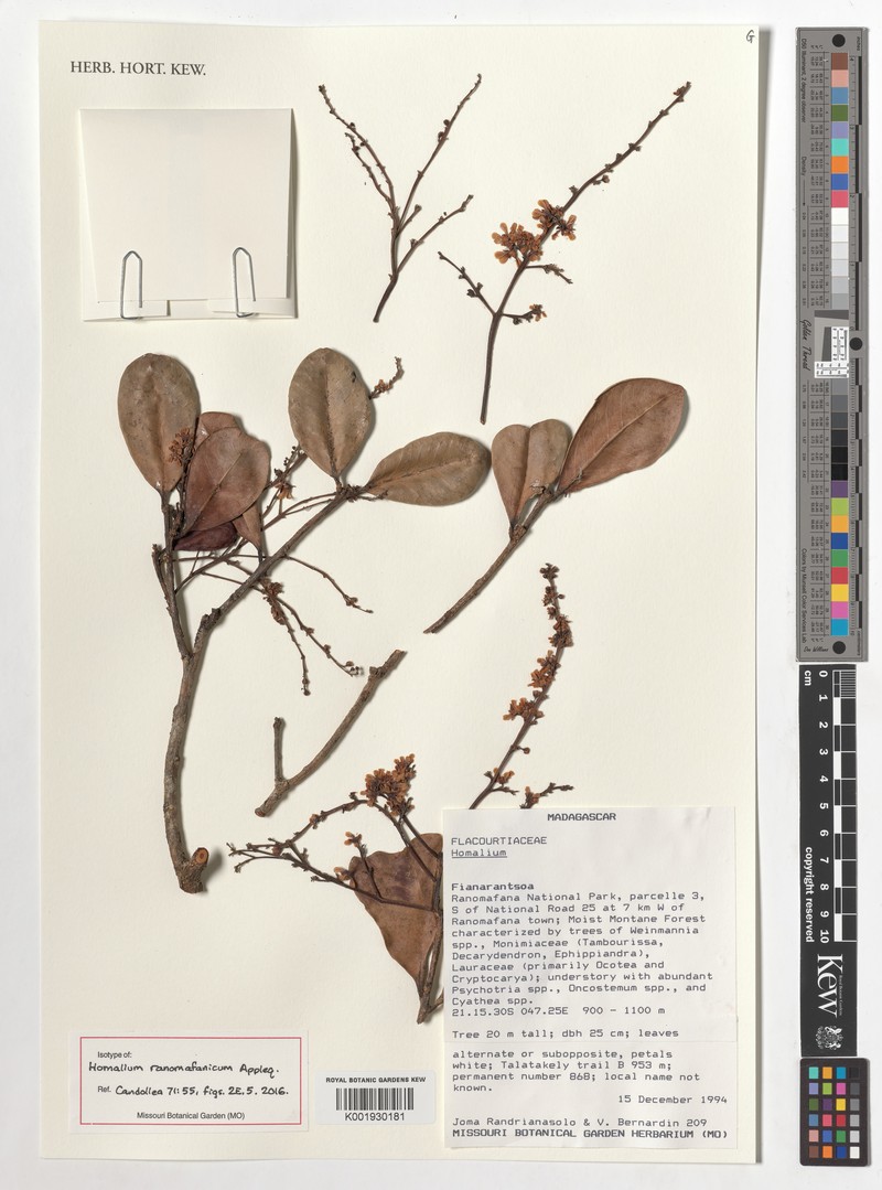 Homalium ranomafanicum photo 2