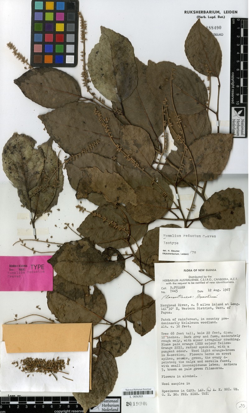 Homalium reductum
