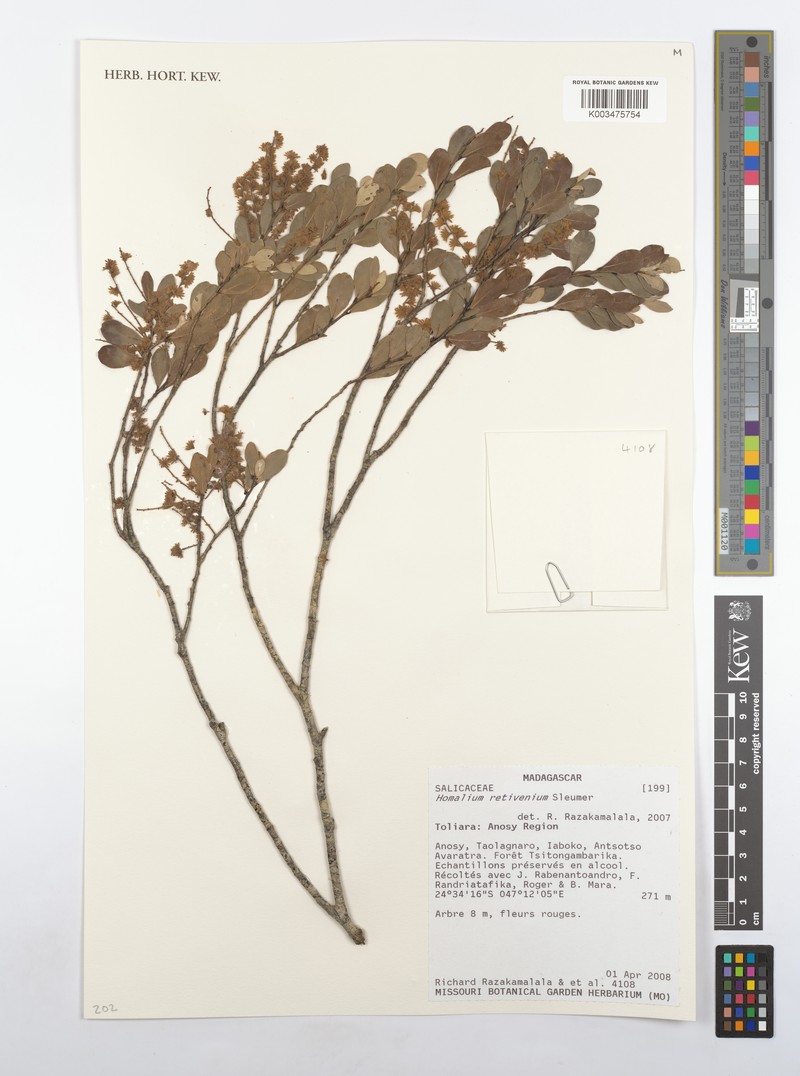 Homalium retivenium