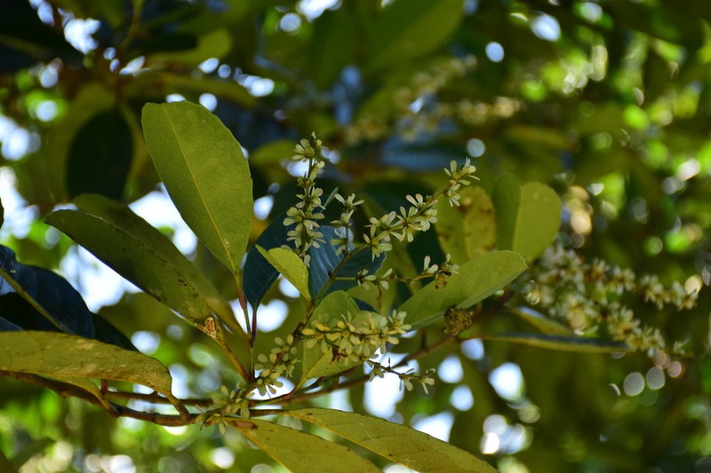 Homalium retusum