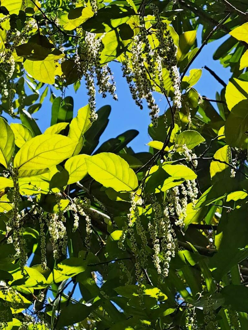 Homalium rubiginosum