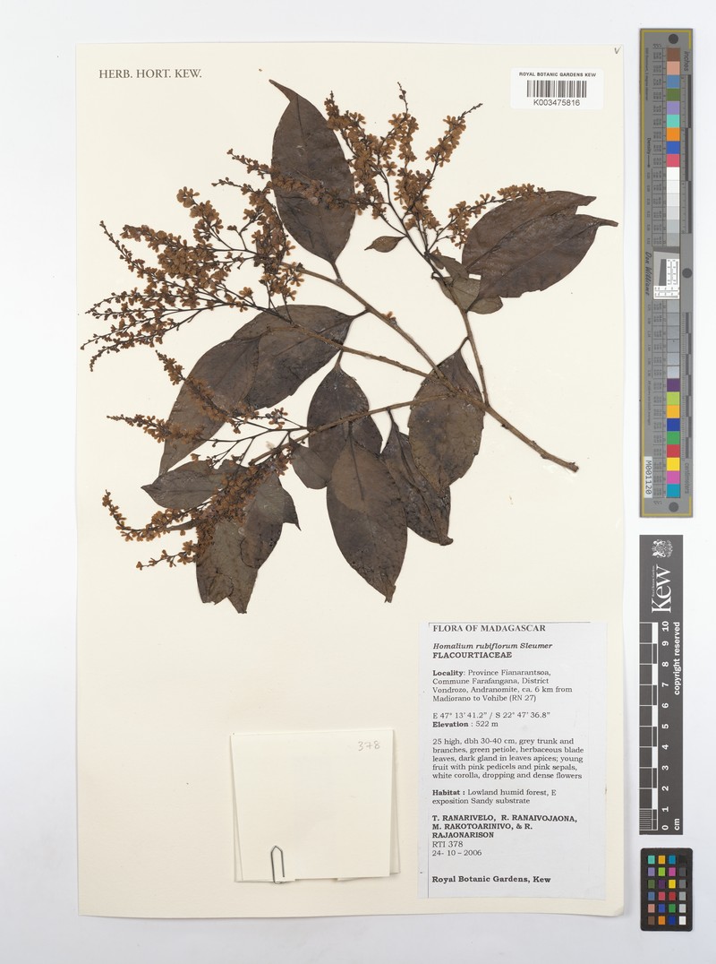 Homalium rubriflorum