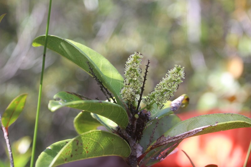 Homalium rubrocostatum