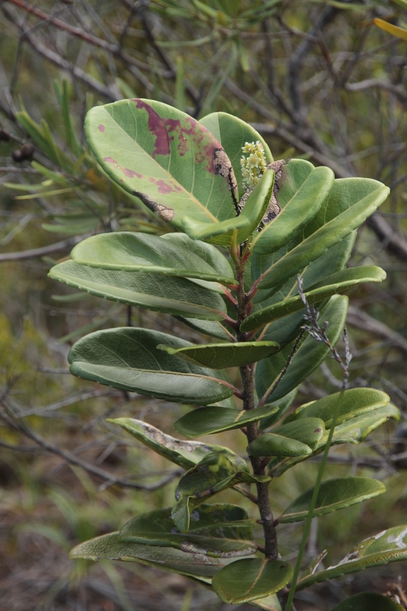 Homalium rubrocostatum photo 2