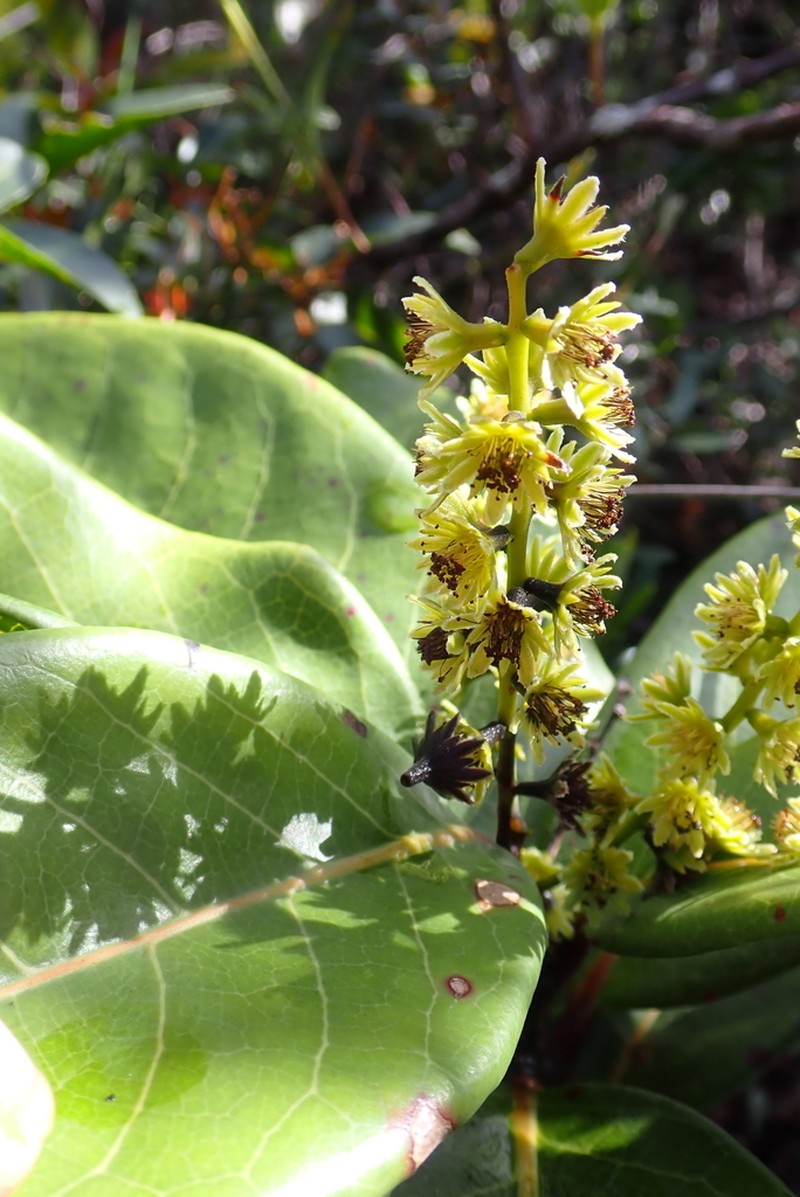 Homalium rubrocostatum photo 3