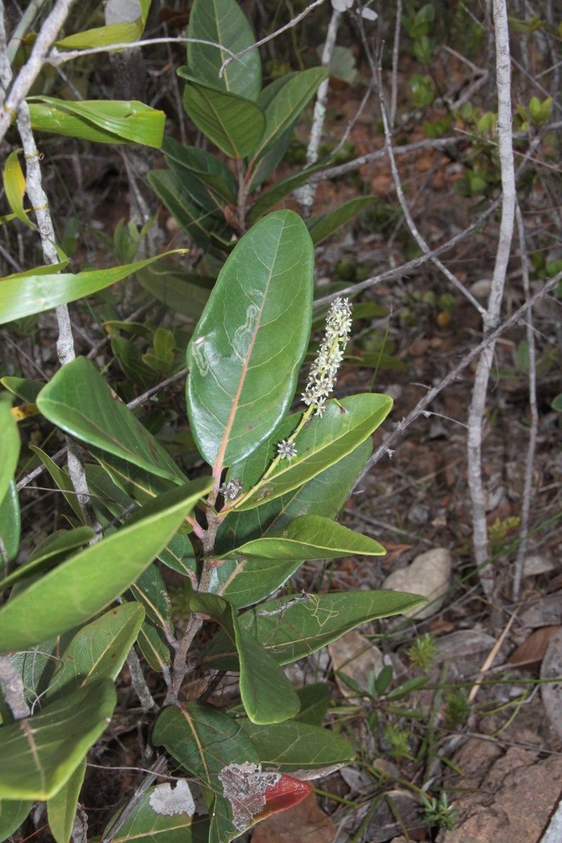 Homalium rubrocostatum photo 4