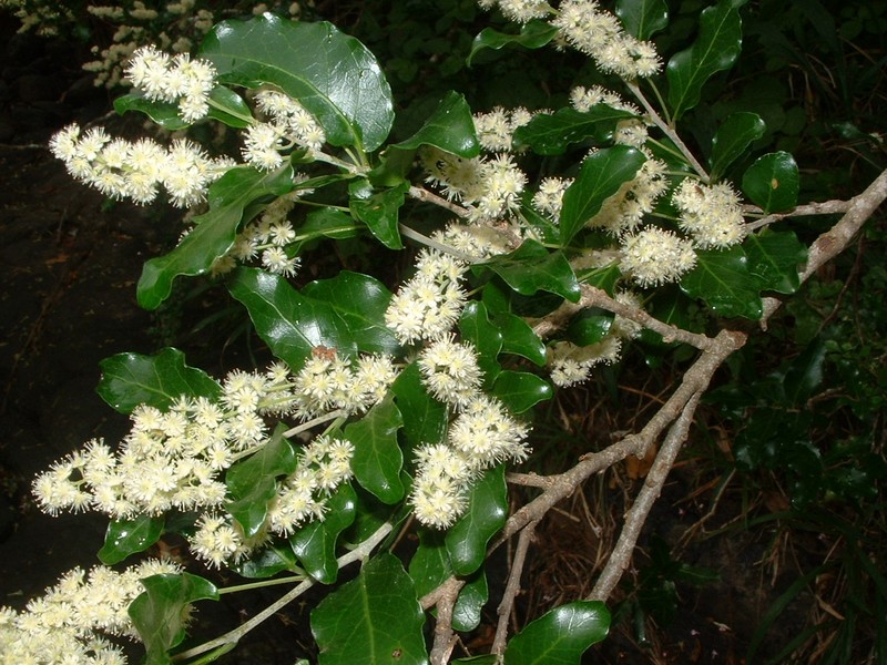 Homalium rufescens