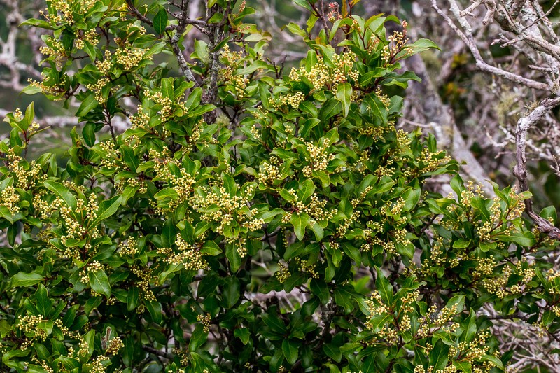 Homalium rufescens photo 2