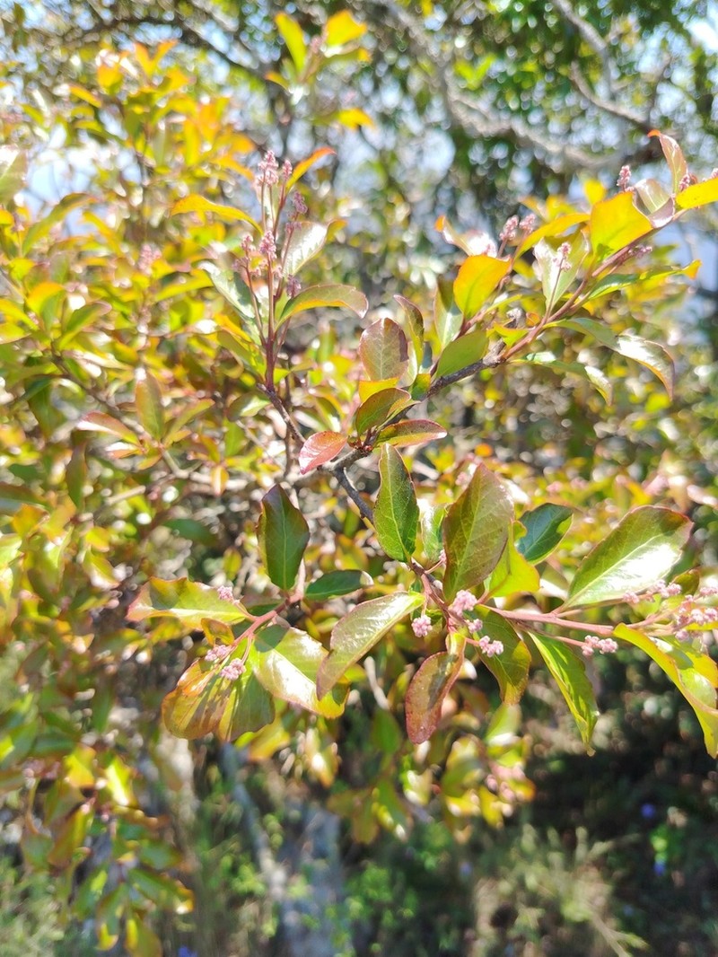 Homalium rufescens photo 3