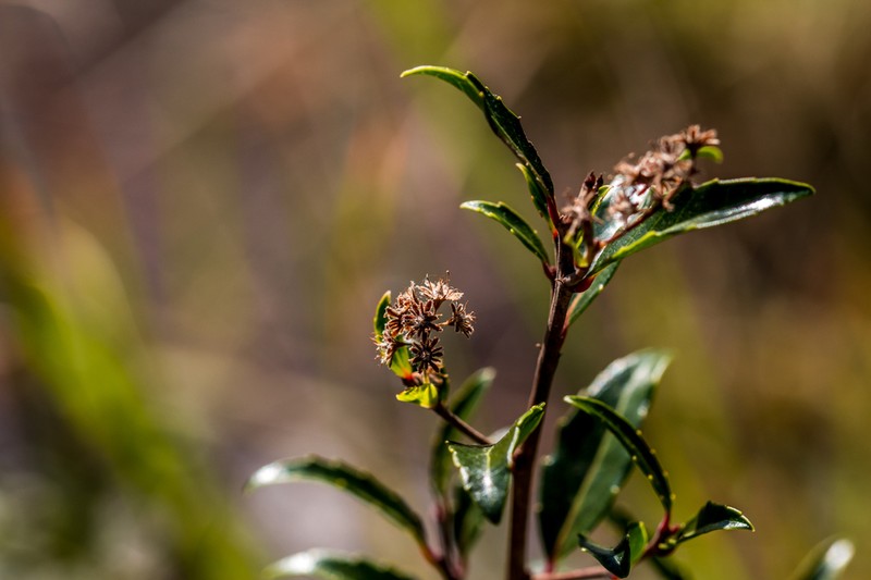 Homalium rufescens photo 4
