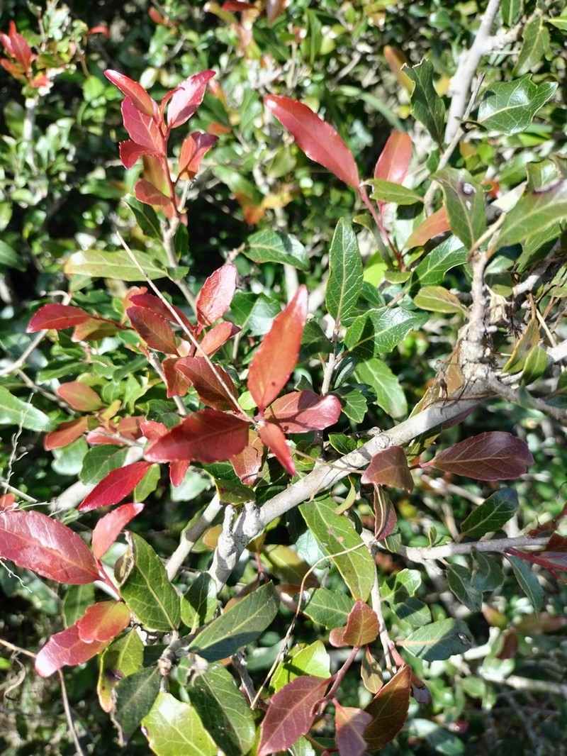 Homalium rufescens photo 5