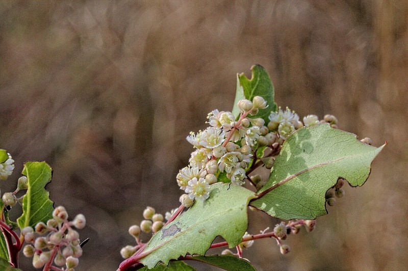 Homalium rufescens photo 6