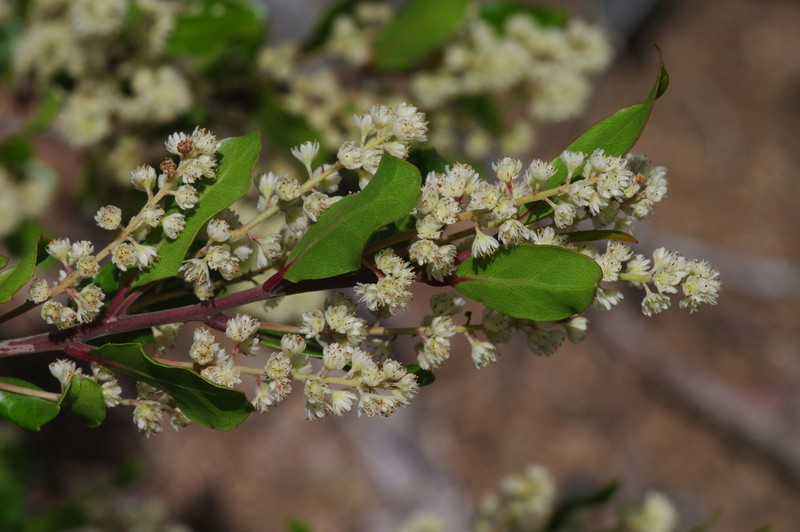 Homalium rufescens photo 7