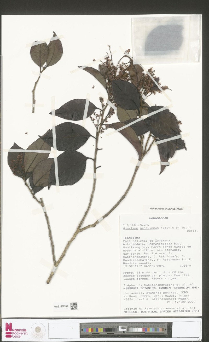 Homalium sanguineum