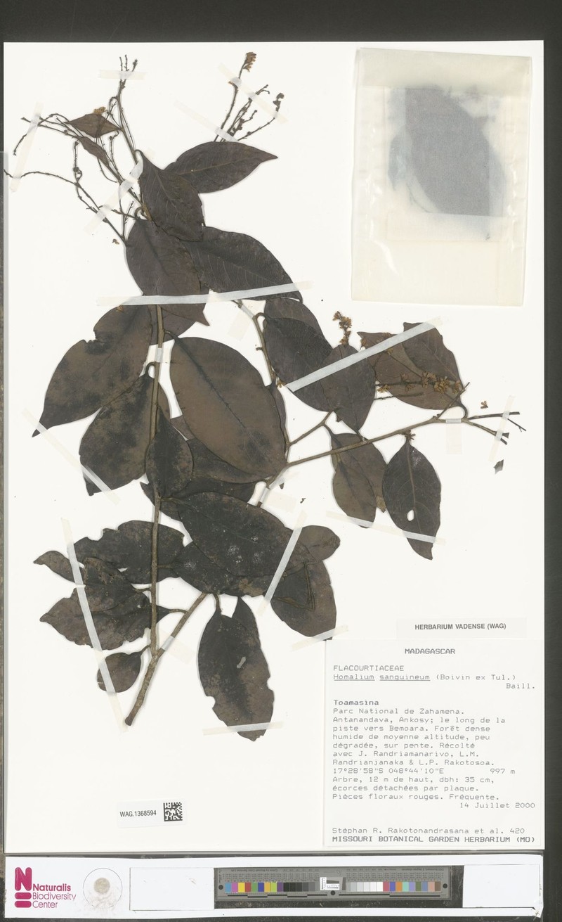 Homalium sanguineum photo 2