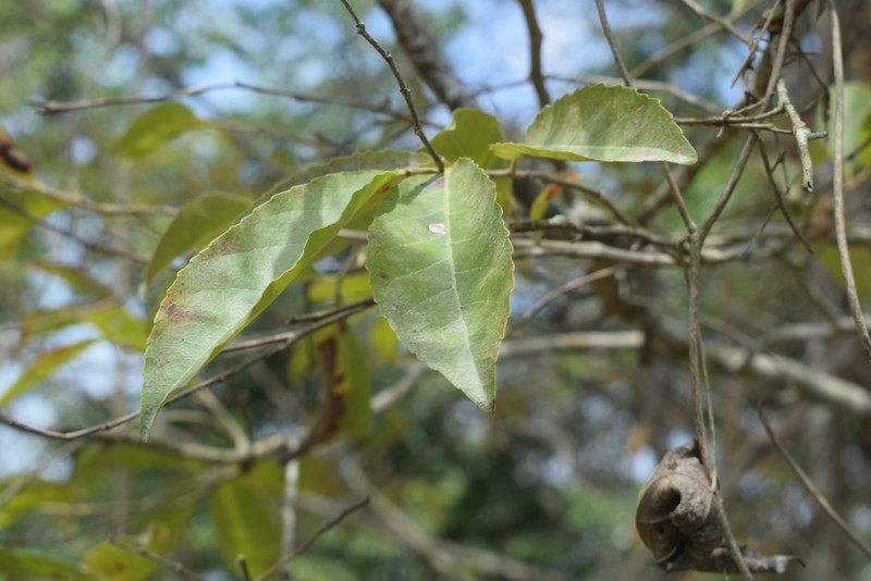 Homalium senarium