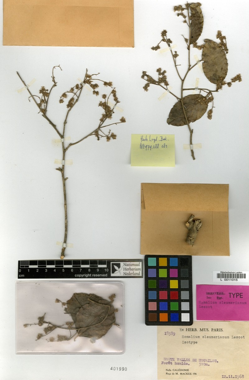 Homalium sleumerianum