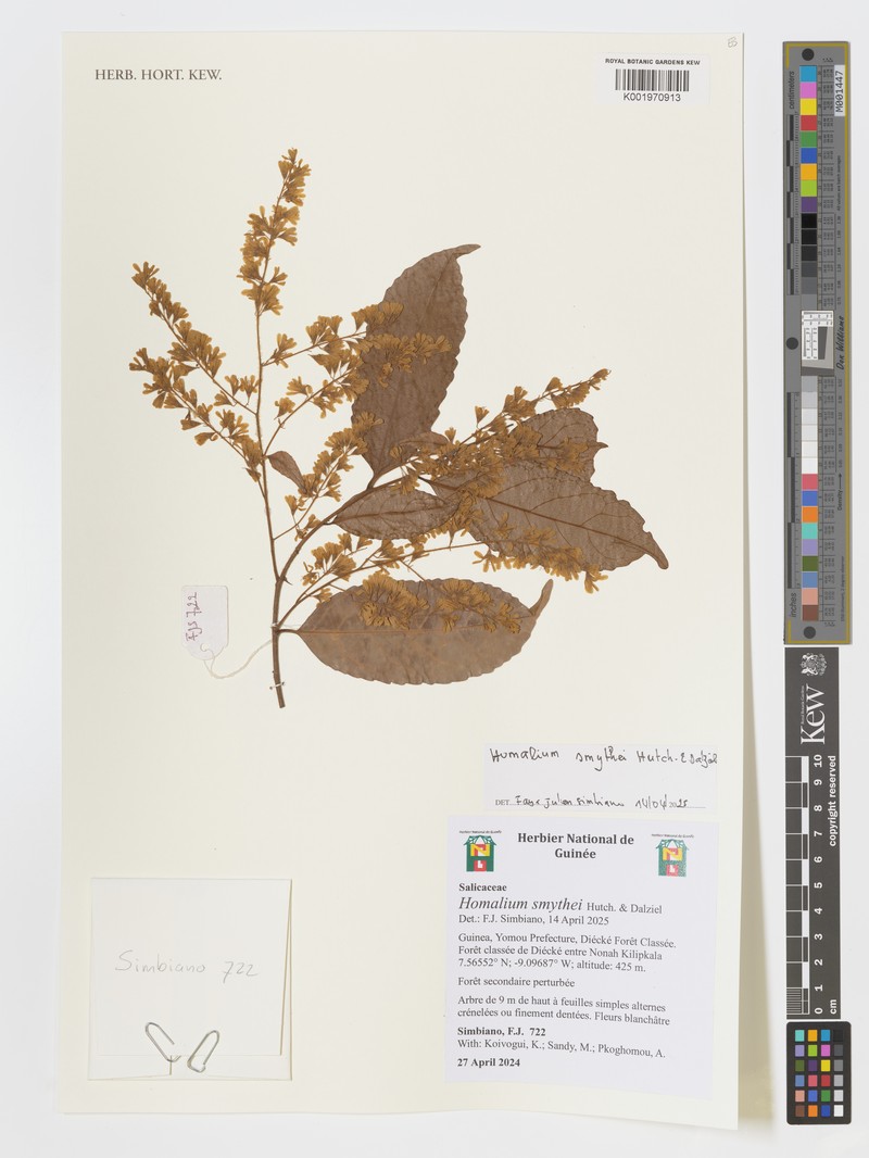 Homalium smythei