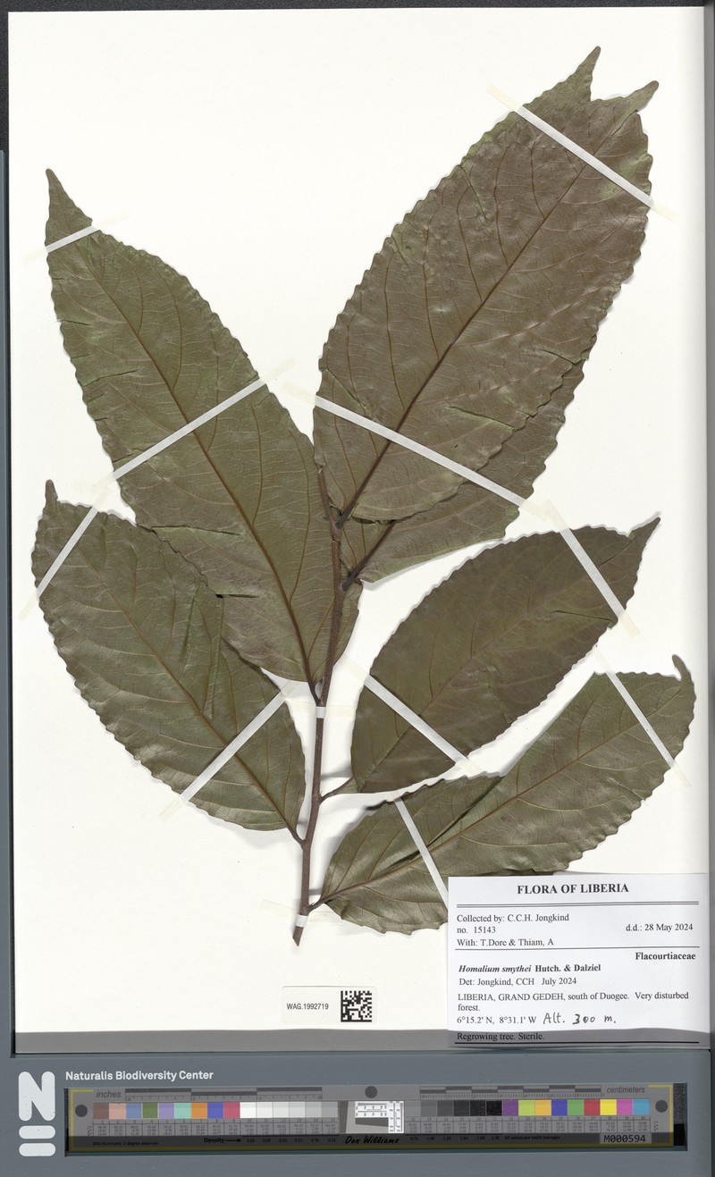 Homalium smythei photo 2